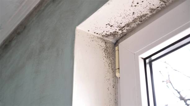 Best Industrial Mold Remediation  in Lone Star, TX