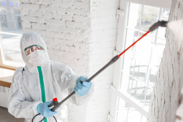 Best Basement Mold Removal  in Lone Star, TX