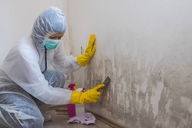 Mold Removal for HVAC Installations in Lone Star, TX