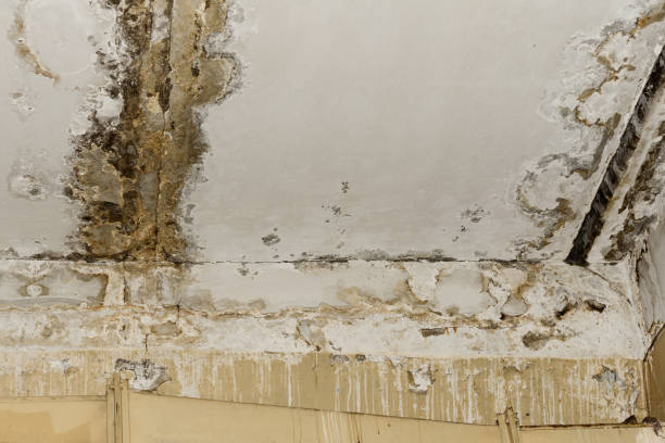 Best Water Damage & Mold Remediation  in Lone Star, TX