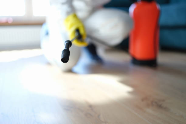 Best Black Mold Removal  in Lone Star, TX