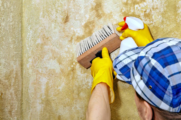 Best Attic Mold Removal  in Lone Star, TX