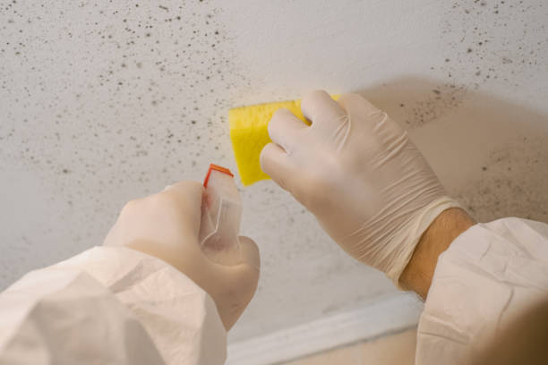 Best Mold Prevention Services  in Lone Star, TX