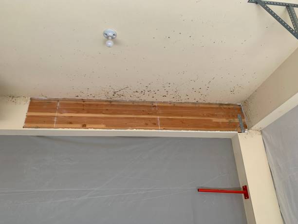 Best Real Estate Mold Inspection  in Lone Star, TX