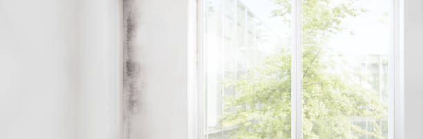 Best Biohazard Mold Removal  in Lone Star, TX