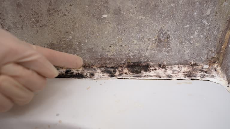 Best Mold Damage Restoration  in Lone Star, TX