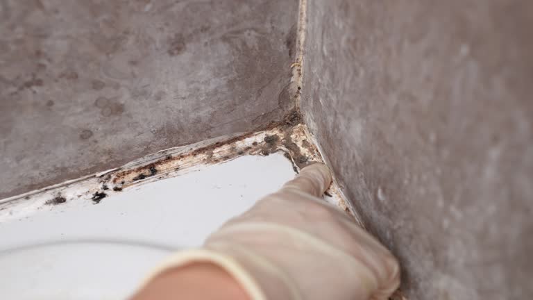 Best Mold Remediation for Healthcare Facilities  in Lone Star, TX